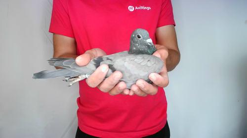 Pigeon image