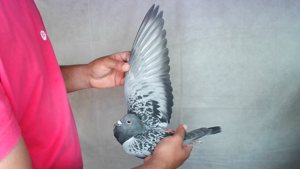 Pigeon image