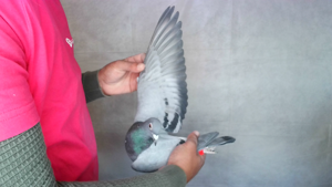 Pigeon image