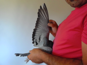 Pigeon image