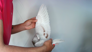 Pigeon image