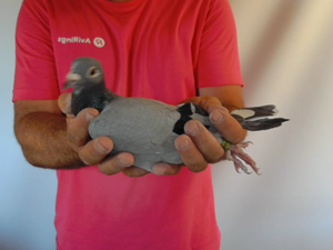 Pigeon image