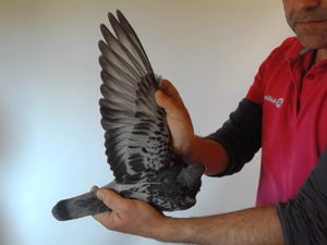 Pigeon image