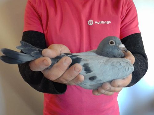 Pigeon image