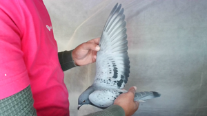 Pigeon image