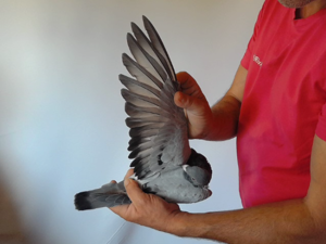Pigeon image