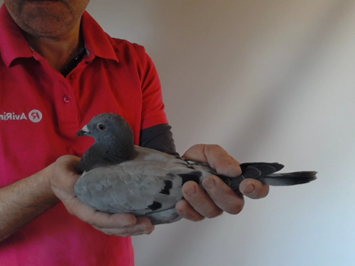 Pigeon image