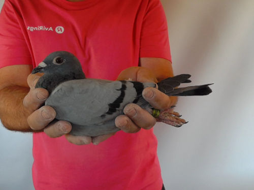 Pigeon image