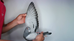 Pigeon image