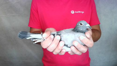 Pigeon image