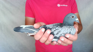 Pigeon image