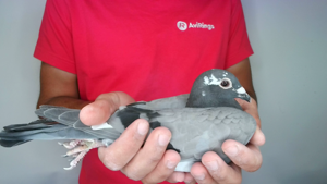 Pigeon image