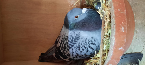 Pigeon image