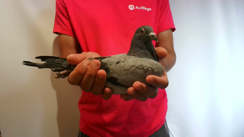 Pigeon image