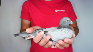 Pigeon image