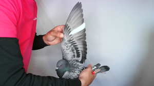 Pigeon image