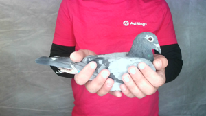 Pigeon image