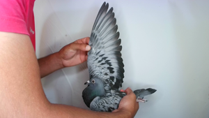 Pigeon image