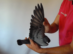 Pigeon image