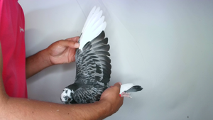Pigeon image