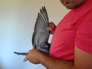 Pigeon image