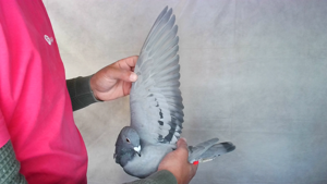 Pigeon image