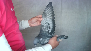 Pigeon image