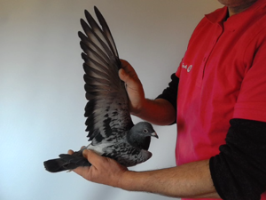 Pigeon image