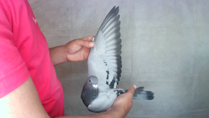 Pigeon image