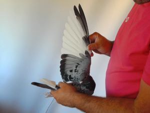 Pigeon image