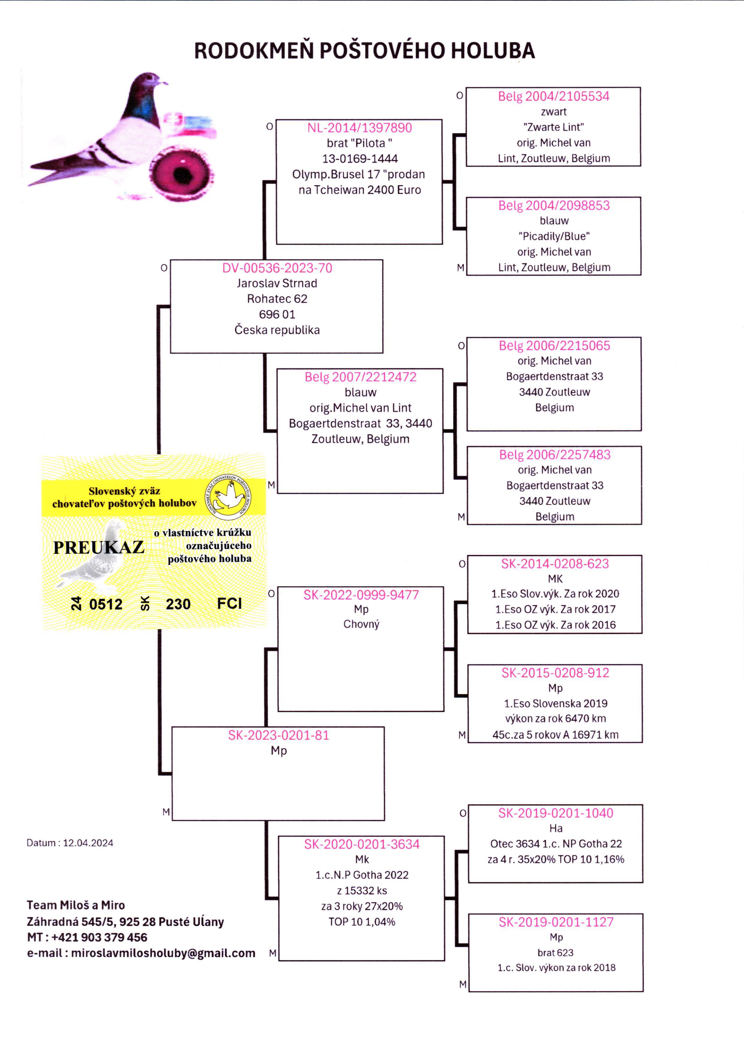 Pigeon pedigree image