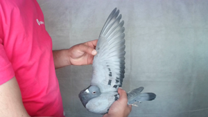 Pigeon image
