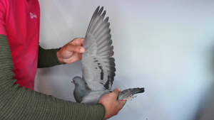 Pigeon image