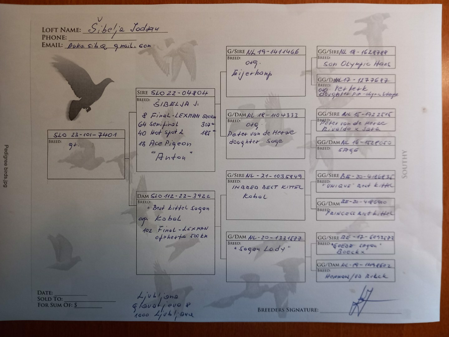 Pigeon pedigree image