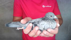 Pigeon image