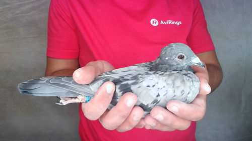 Pigeon image