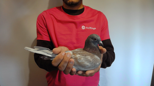 Pigeon image