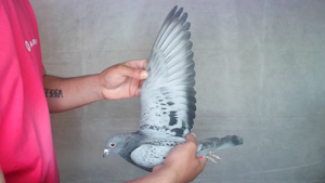 Pigeon image