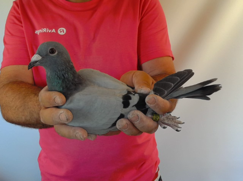Pigeon image