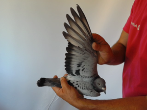Pigeon image