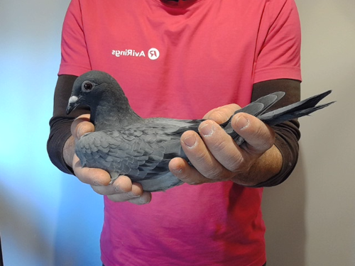 Pigeon image