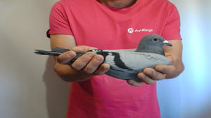 Pigeon image