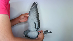 Pigeon image