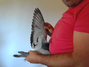 Pigeon image