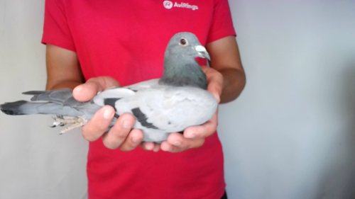 Pigeon image