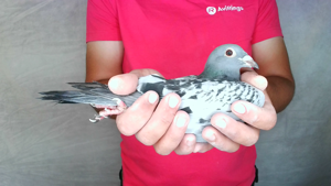 Pigeon image