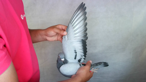 Pigeon image