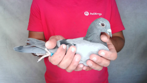 Pigeon image