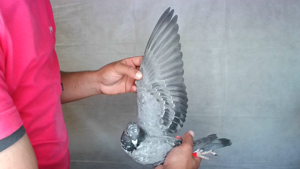 Pigeon image