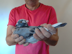 Pigeon image